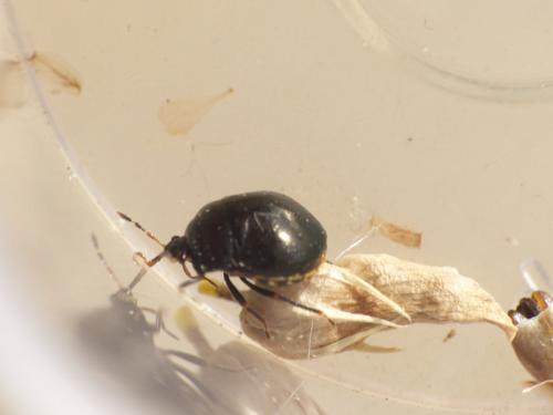 Coptosoma scutellatum